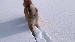 Southern Dog: Don't believe rumors, don't spread rumors.