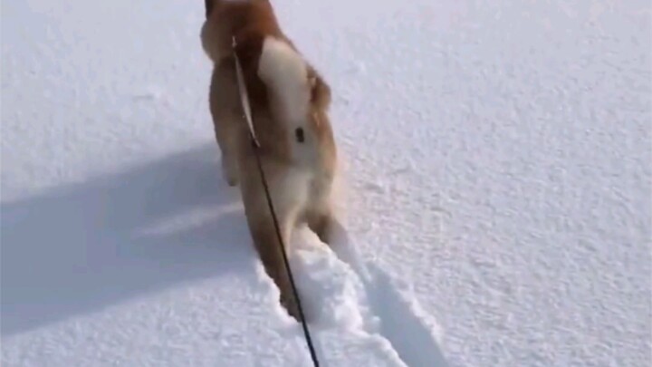 Chó phương Nam: Không tin đồn, không truyền đồn