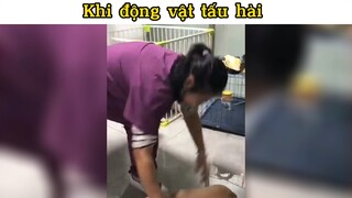 Động vật hài hước như thế nào