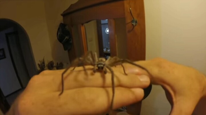 How to Befriend a Shy Wild Tarantula