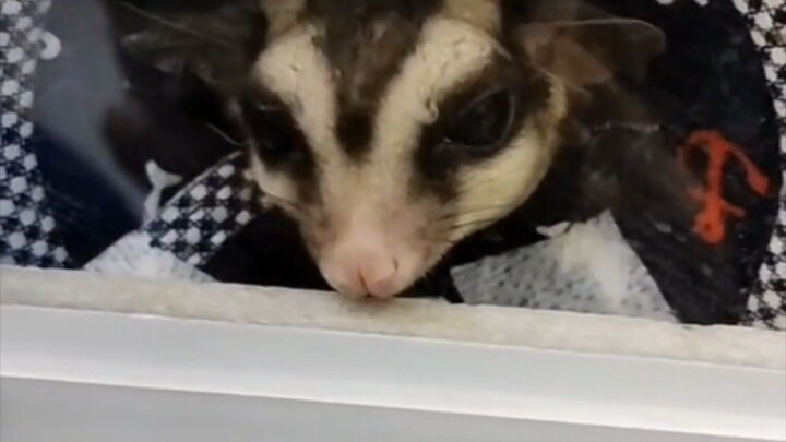 #วันนี้ในอดีต หลังผ่าตัดโคนหางทุกวันนี้น้องยังปลอดภัยและร่าเริงดีครับ #ชูการ์ไกรเดอร์