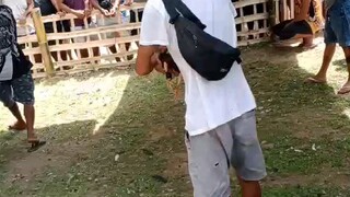 pumkin In action