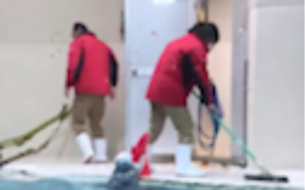 الثعلب البحري الذي يساعد في جمع الأغراض بعد العرض رائع جدًا!