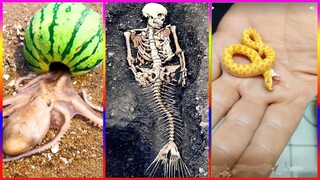 'CAO THỦ' dùng tay không bắt hải sản#9
