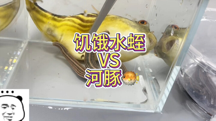 Leeches and Pufferfish