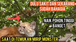 Dulu Kucing Ini Sering Di Usir Saat Sakit Sekarang Sudah Bahagia Di Cats Lovers Tv ..!