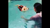 Những chiếc chó bơi lội | P2