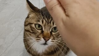 当你把手伸向你的猫，却不摸它！