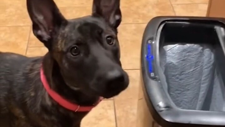 A picky yet well-mannered puppy only eats what it likes and even throws the food it doesn’t want int