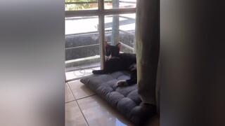 Mấy nhóc mèo hoang mèo meocute catvideo meonhocnho cat lovepet catsoftiktok mayconmeo meow Nguyenhoanghaidang meohoang