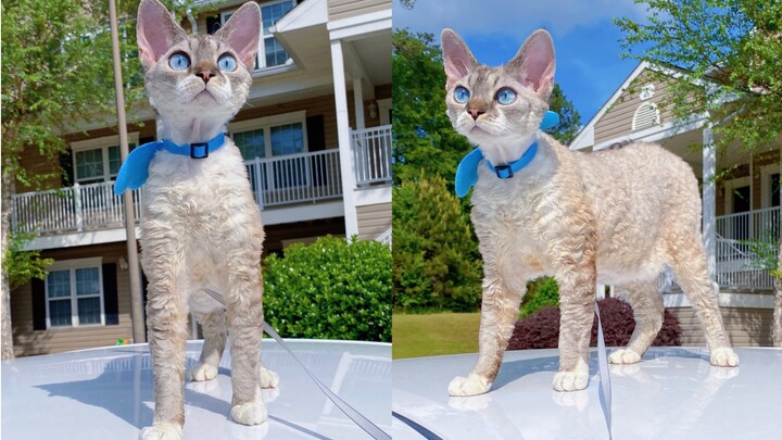 Apakah kamu kucing yang lari keluar dari dalam animasi?