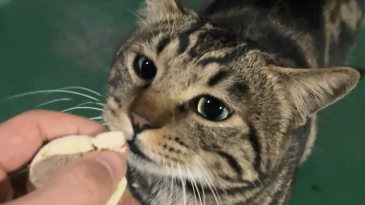 الناس يظنون أن القطط لا تستطيع عضّ أو سحق الطعام لكي تُطعمه، لكن الحقيقة هي أن القطط تخشى أن تعضّك.