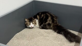 50斤猫砂和5斤的猫ↂ⃙⃙⃚⃛_ↂ⃙⃙⃚⃛……
