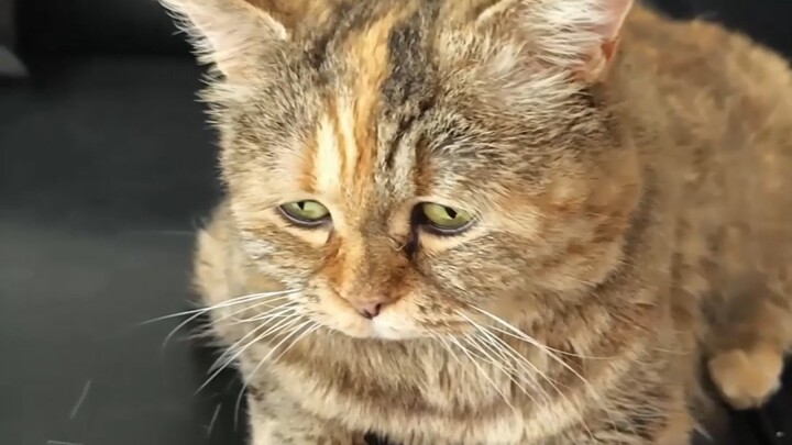 Cat owners are everywhere, but chubby fat cats are rare.
