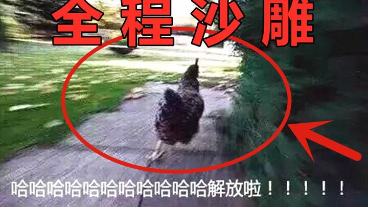 Ayam: Ini masih kerjaan manusia apa???