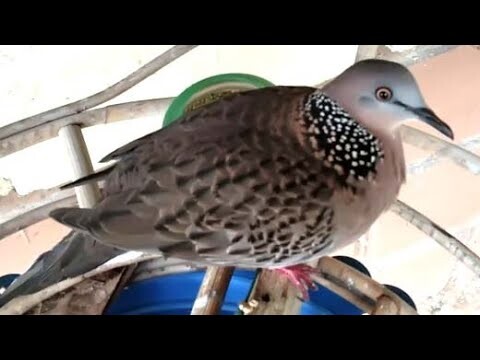 Suara Pangilan Burung Derkukur Buat Pikat