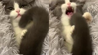 [Animals]Cute cats with sweet sound and furry tails