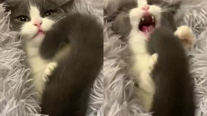 [Animals]Cute cats with sweet sound and furry tails