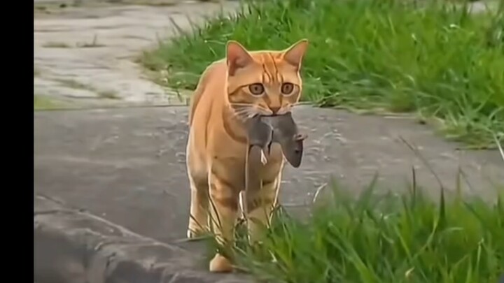 “Ternyata kucing dan tikus itu adalah film dokumenter”