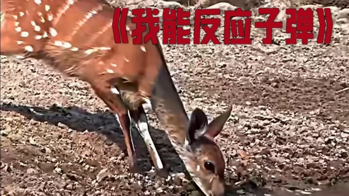 【ทีวีแอบสแตรกต์】มีใครที่ตอบสนองเร็วกว่ากวางของฉันไหม?