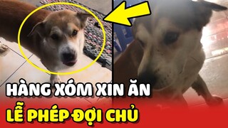 Bé chó hàng xóm sang XIN ĂN, LỄ PHÉP đợi chủ cho mới dám vào 😍 | Yêu Lu