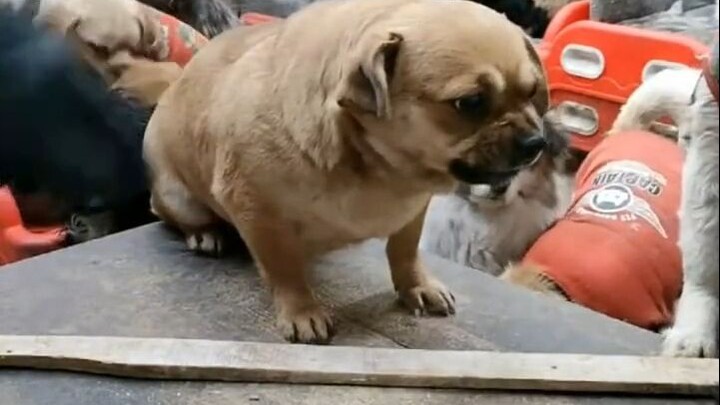 This dog really knows how to mislead people.