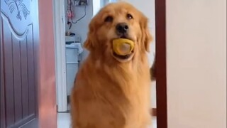 Ai mà từ chối được một chú gà to nũng nịu đây