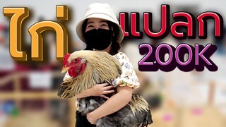 ไก่แปลก! งานประกวดไก่สวยงาม EP.246