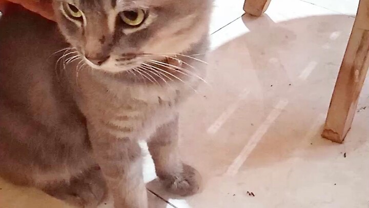 kucing lucu