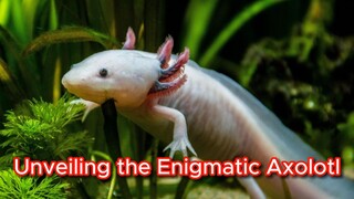 Unveiling the Enigmatic Axolotl