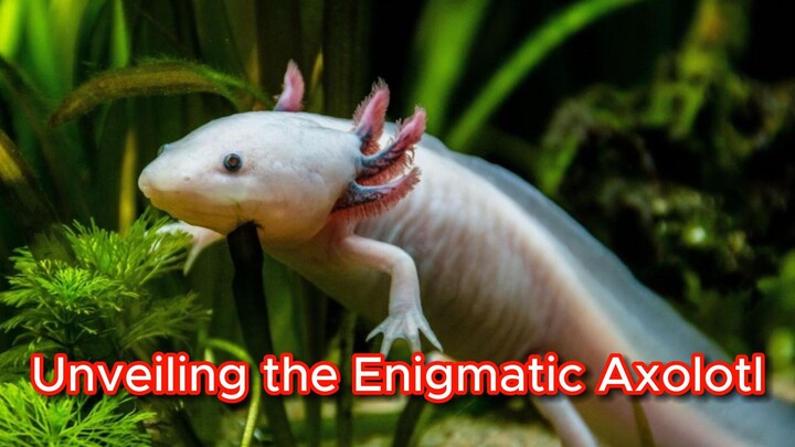 Unveiling the Enigmatic Axolotl