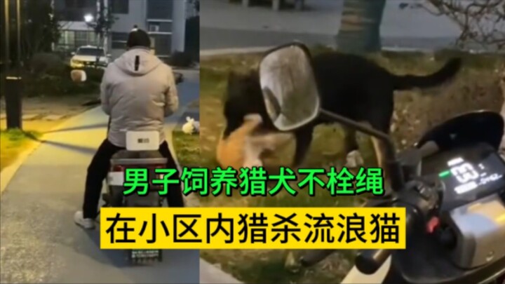 Người đàn ông nuôi chó săn, chuyên bắt nạt mèo hoang trong khu dân cư; người qua đường chất vấn: “Tạ