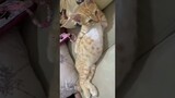 #53 Funniest Cats And Dogs videos 🐶🐱 #funny #animals #cuteanimals