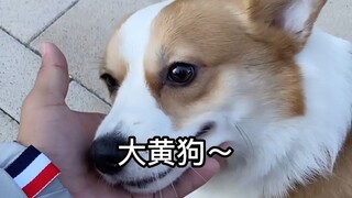 你到底什么时候才能不整这死动静！狗听了你这夹子音都直摇头！