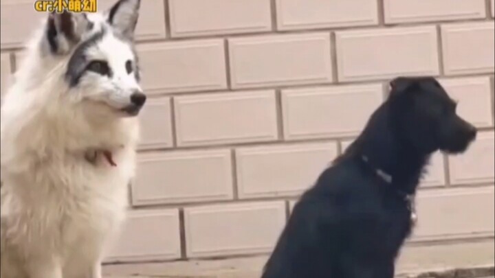 Chó con: Không biết sủa thì im đi, xấu hổ cho giống chó quá.