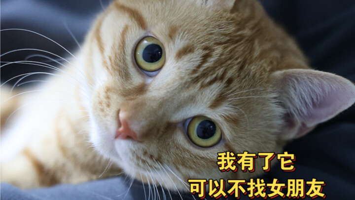 A cat that eats a ham sausage without spitting out the casing