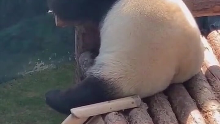 ชาติหน้าขอเป็นแพนด้าสักตัวก็คงจะดีนะ!