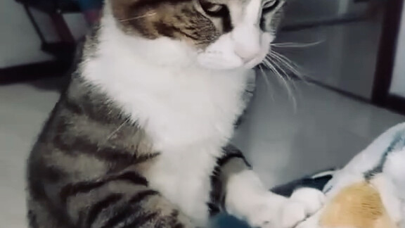 Cat: You have a nice idea.