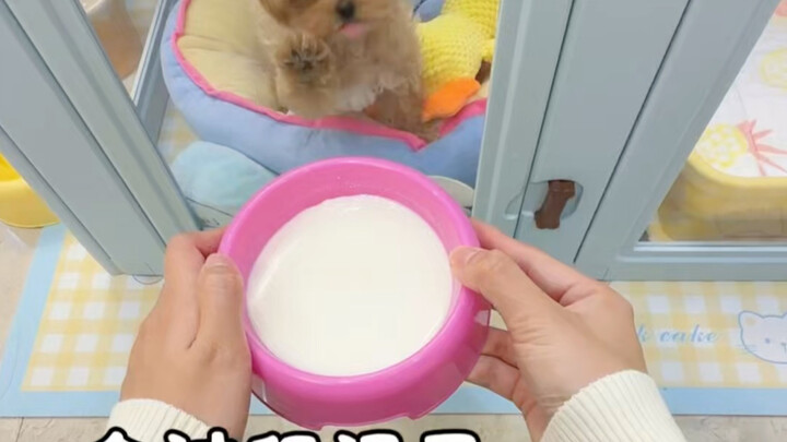 A little puppy gets trained before going out and learns to “lie down” in just one meal…
