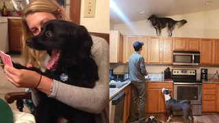 ฉันคิดว่าสุนัขเหล่านี้หัก! 😂หัวเราะกับการรวบรวม FUNNY DOGS🤣
