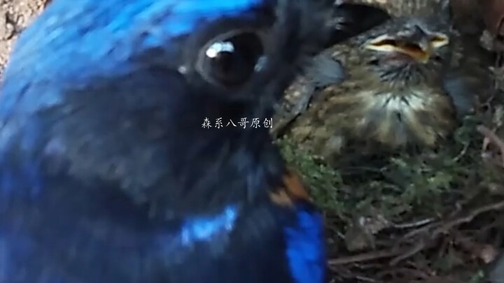 Brown-bellied fantail is feeding its chicks; the father bird has fed a big green caterpillar to one 