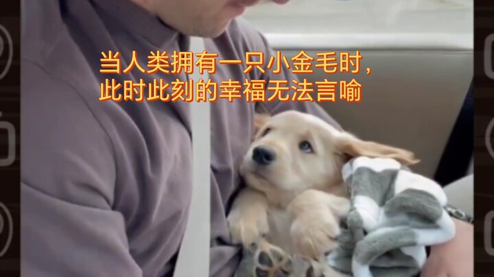 When humans have a little golden retriever, the happiness in this very moment is beyond words.