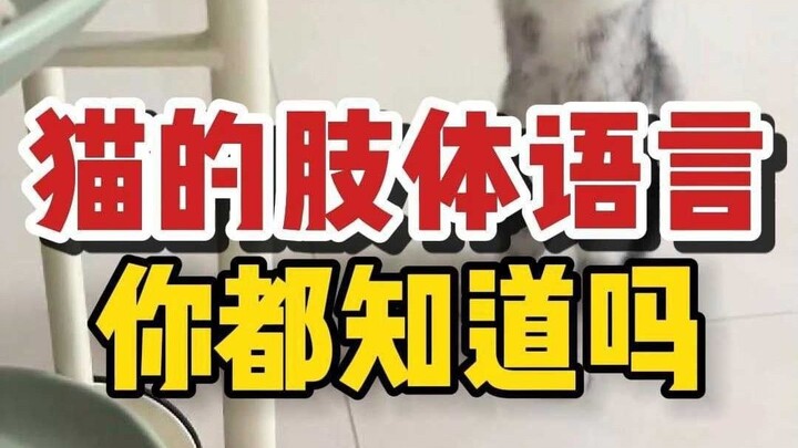 Menguraikan Bahasa Tubuh Kucing