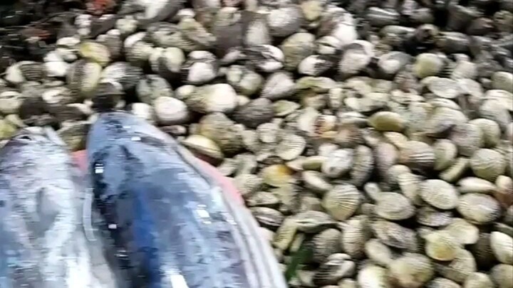 Barkada trip boodle at the beach variety of seafoods