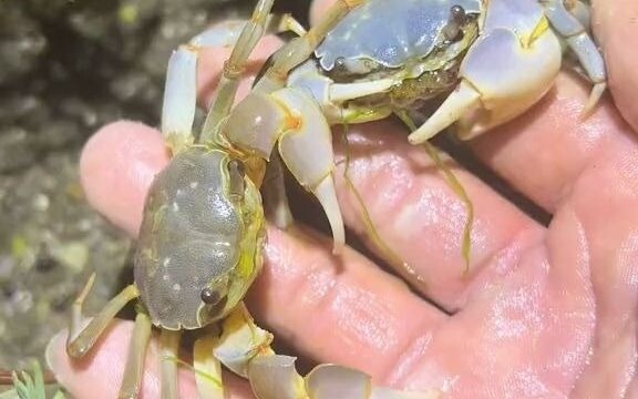 Hari ini datang mencari kepiting keberuntungan, ternyata malah menemukan sekawanan besar, langsung d
