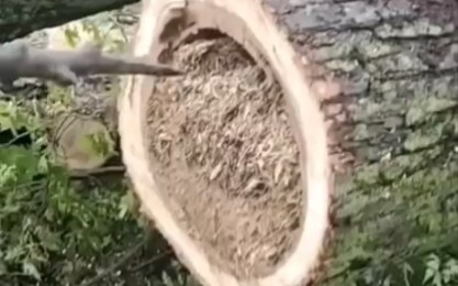 يبدو الأمر كما لو أنهم دمروا عشه وسرقوا صغيره...