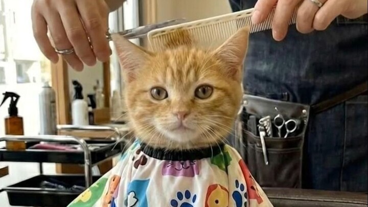 Ketika si Kucing Kecil Ingin Potong Rambut Jelang Tahun Baru Imlek