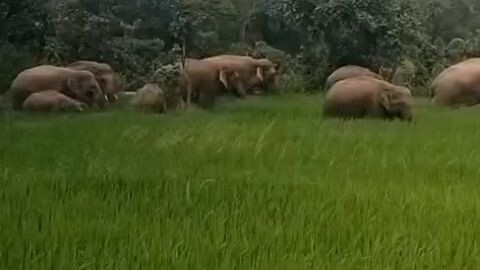 大象群闯入稻田!印度奥里萨邦实拍20头野象/Wild Elephant Herd Invades Paddy Field in Odisha India