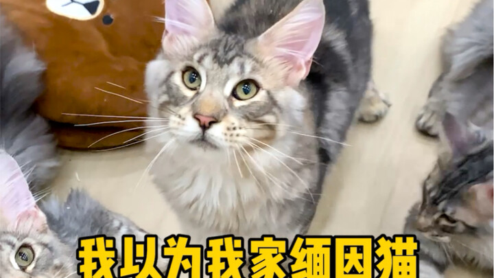 Con mèo cuối cùng đã làm đảo lộn nhận thức của tôi về giống mèo Maine Coon