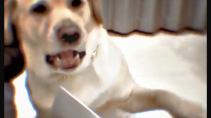 Dog: No way, are you serious?